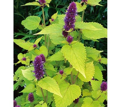 Golden Jubilee Agastache seed 'Golden Jubilee'